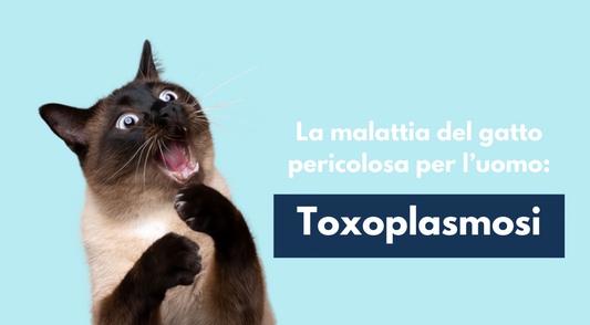 banner-toxoplasmosi-malattia-gatti