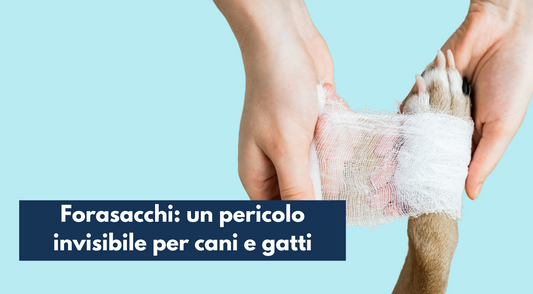 Forasacchi: un pericolo invisibile per cani e gatti
