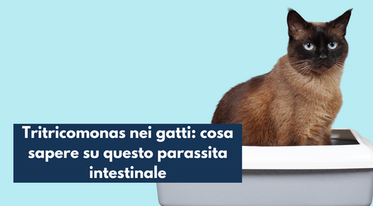 Tritricomonas nei gatti: cosa sapere su questo parassita intestinale