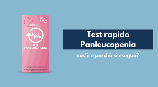 Tutto sul test rapido Panleucopenia per gatti: cos'è e perché si esegue?