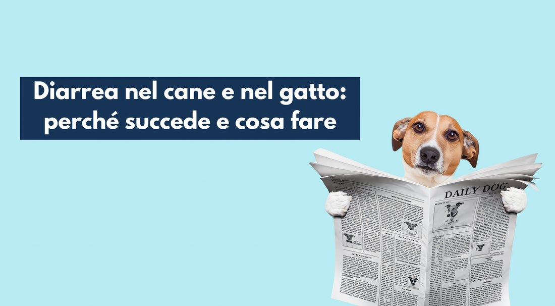 Diarrea nel cane e nel gatto: perché succede e cosa fare