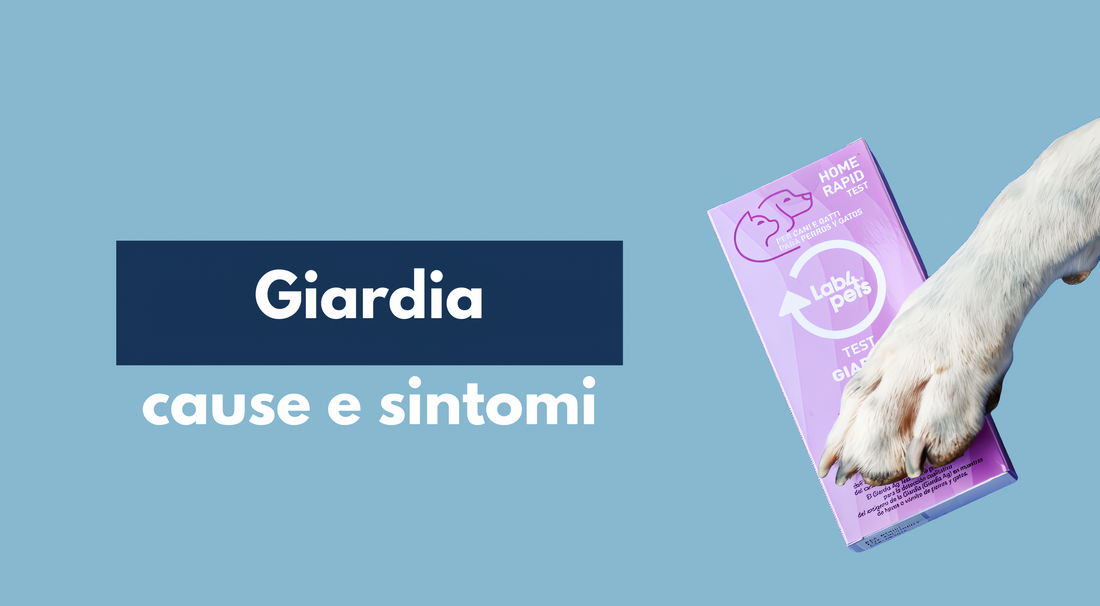 Giardia negli animali domestici: cause e sintomi