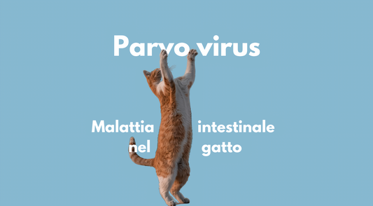 Malattia intestinale nel gatto: il Parvovirus