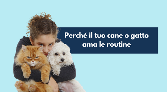 Perché il tuo cane o gatto ama le routine (e come renderle ancora più belle)